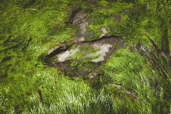 Empreinte Fossilisée Des Dinosaures Sur Plage Staffin Île Skye Écosse — Photo