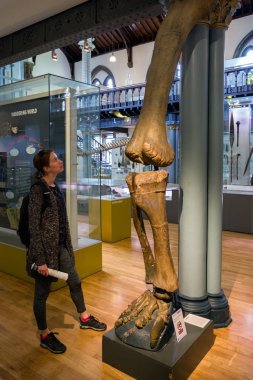 Büyük dinozor bacak