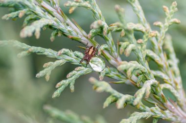 Avrupa Bahçe örümcek