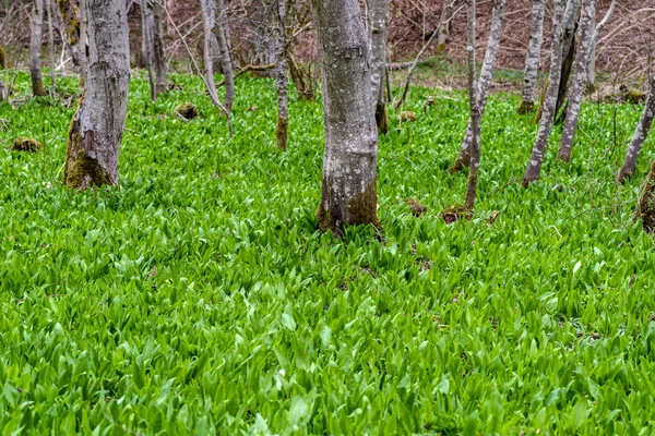 Vild vitlök ramslök eller Björn vitlök växer i skogen — Stockfoto