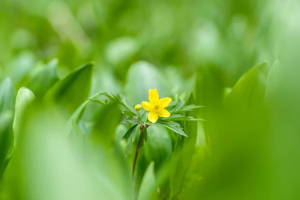 Fleur fleurie jaune sur champ vert — Photo