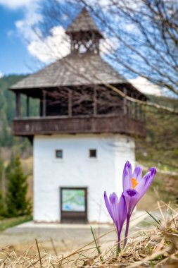 Crocus and lookout in Velke Borove, Slovakia clipart