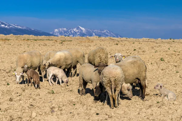 Herd of sheeps — Stock Photo, Image