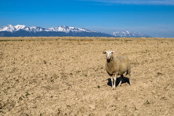 Ovinos em solo seco — Fotografia de Stock