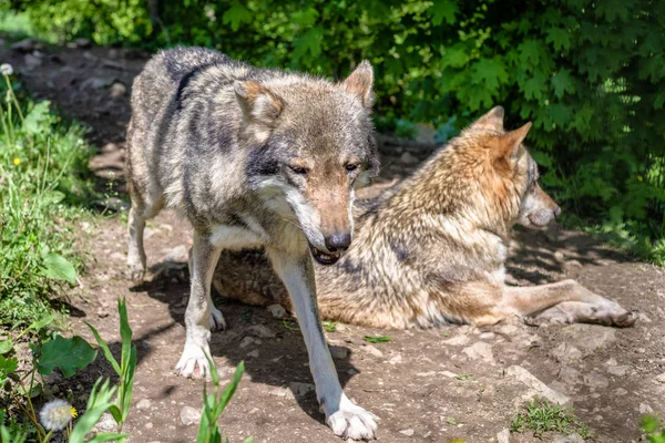 Deux loups dans la forêt — Photo