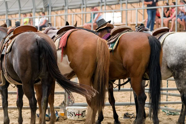 Konie na arenie na Rodeo Show — Zdjęcie stockowe