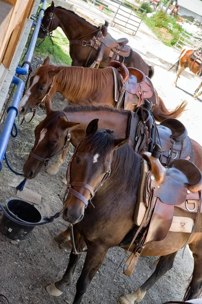 Paarden in rij — Stockfoto