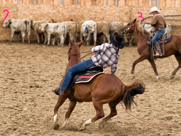 Ranchägare på hästar och kalvar — Stockfoto