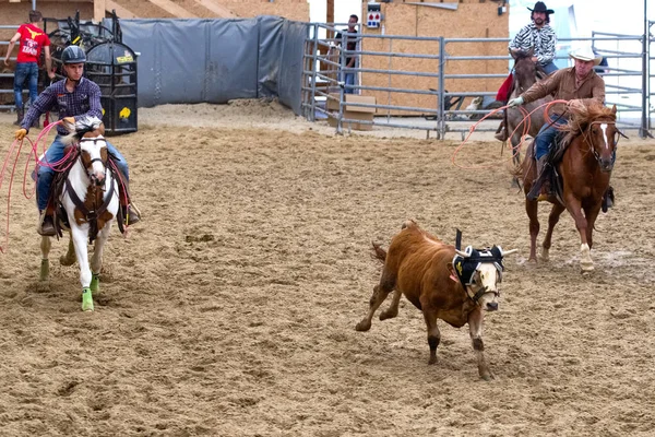 Vaqueros amarrando un ternero —  Fotos de Stock