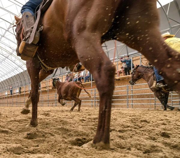 Cowboys roping a calf at rodep — Stock Photo, Image