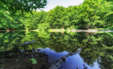 Lake Forest yansıması