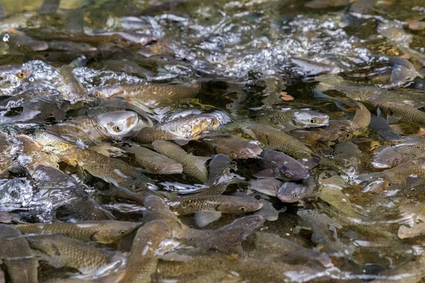 Groep forel — Stockfoto