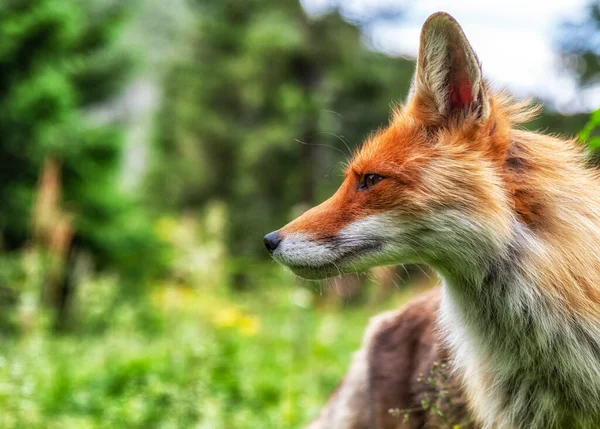 Tête Renard Roux Dans Nature Dans Les Montagnes Des Hautes — Photo