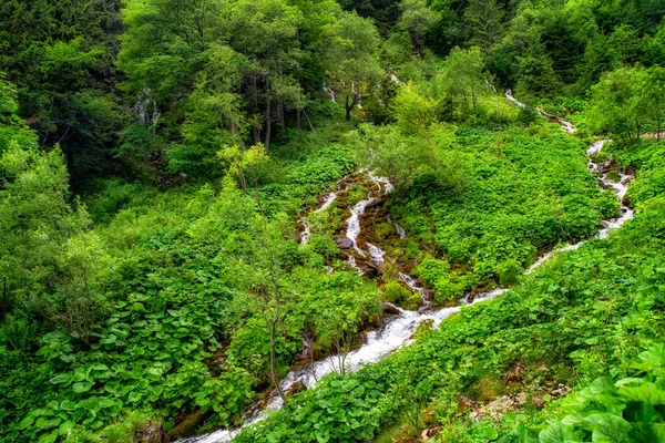 Jaro Zeleném Lese Údolí Dolina Siedmich Pramenov Belianských Tatrách Slovensko — Stock fotografie