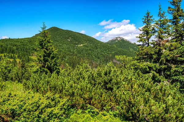 Хвойные Деревья Лесу Холмах Западных Татр Словакия — стоковое фото