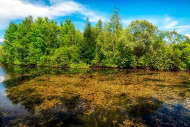Göletteki sarı yosun. Sudaki yansıma