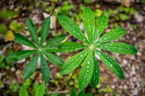 Dew Drops Green Plant Leaf — Stock Photo, Image