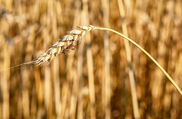 Een Spin Een Graan Opklapbaar Zicht — Stockfoto