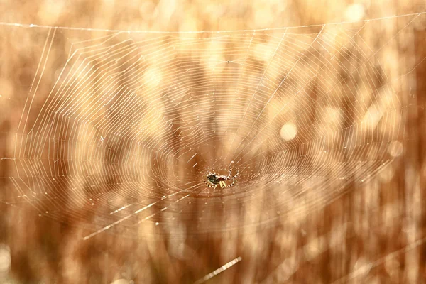 Spin Het Midden Van Spinnenweb Het Veld — Stockfoto