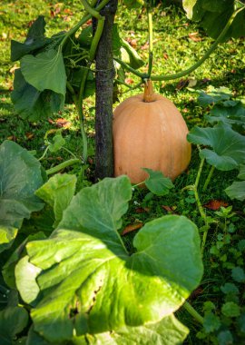 Bahçede büyük turuncu balkabağı