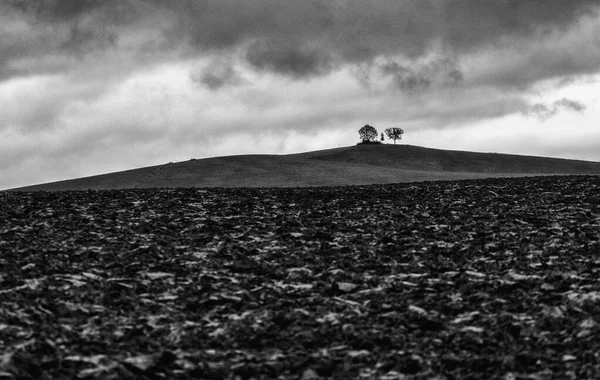 地平線の背景にある畑と寂しい木 — ストック写真