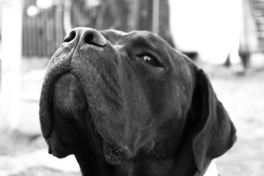 Purebreeded Cane Corso köpek yavrusu arama yapar. Siyah-beyaz.