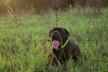 Doğal Cane Corso köpek yavrusu çimenlerin üzerinde komik gülümseme ile yatıyor. 10 monthes eski.