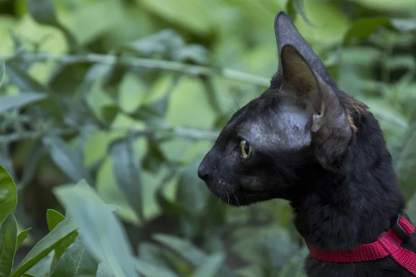 Cornish Rex kitten in red harness sits in grass