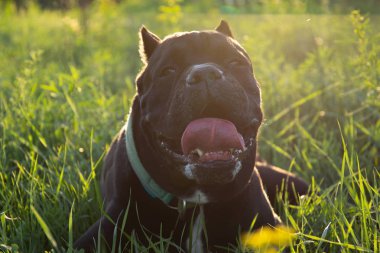 Erkek siyah purebreeded cane corso çim yalan kırpılmış kulaklı