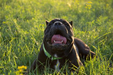 Bir köpekte güneş çarpması. Erkek siyah purebreeded cane corso çim yalan ve kendisi tarafından nefesini soğutmak çalışırken kırpılmış kulakları ile