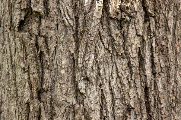 Tree Trunk Background Close — Stock Photo, Image