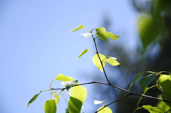huş ağacı dalı güneş ışığı altında yaprakları ile