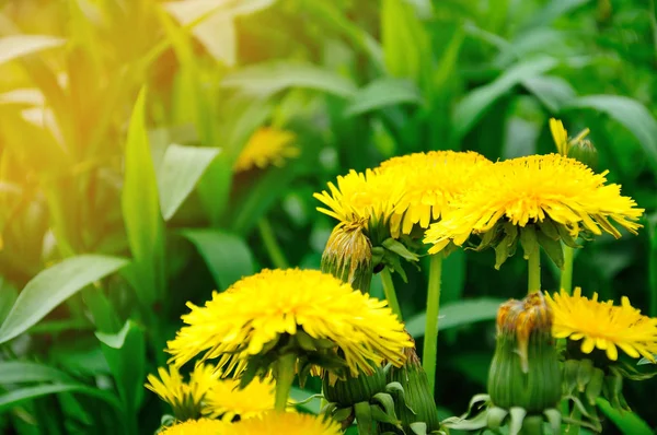 sabah güneşin sarı karahindiba