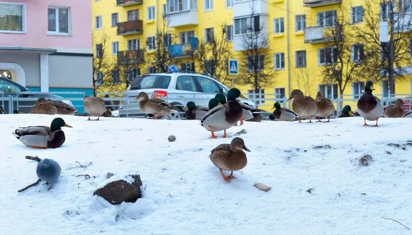 Kışın bir şehir caddesinde ördek sürüsü. Rusya, Ocak. Rzhev şehri..