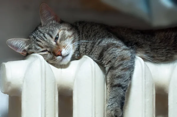Kedi ısıtma bataryasında ısınıyor. Şehir dairesi.