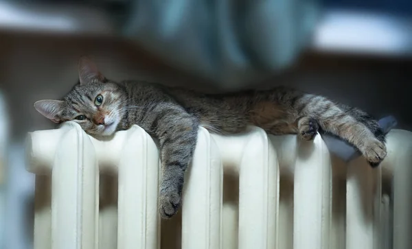 Кошка Нагревается Нагревательной Батарее Городская Квартира Лицензионные Стоковые Фото