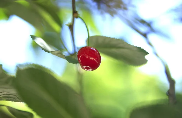 Cereja Vermelha Doce Árvore — Fotografia de Stock
