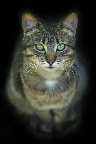 Aranyos Szürke Macska Portréja — Stock Fotó