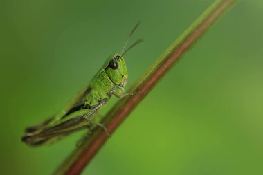 bitki üzerinde Ramrocket çekirge