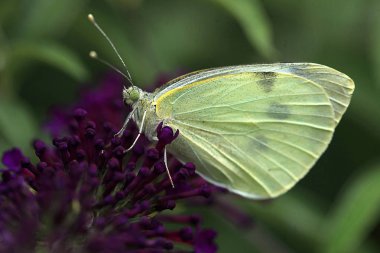 beyaz kelebek mor çiçekler üzerinde oturan