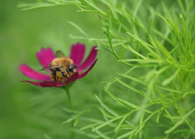 Menekşe çiçek üzerinde Bumble bee