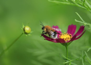 Menekşe çiçek üzerinde Bumble bee