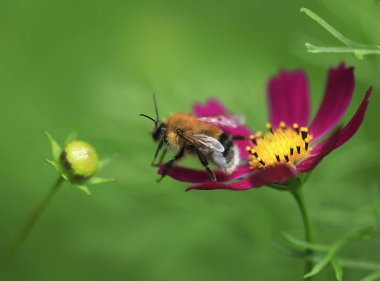Menekşe çiçek üzerinde Bumble bee