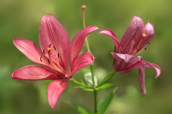 Beautiful Pink Lilies Summer Garden — Stock Photo, Image