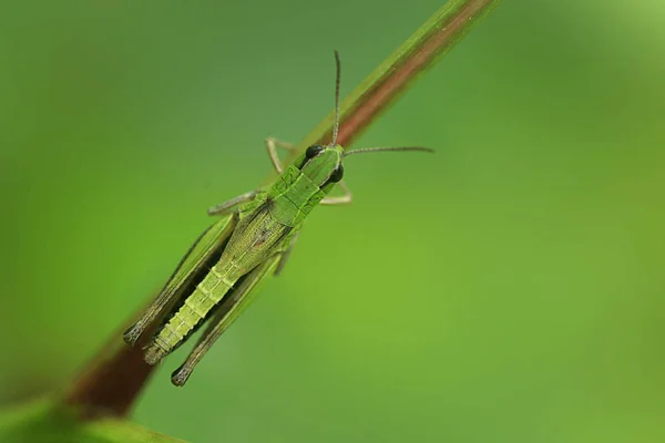 Greeb 蝗虫在植物 — 图库照片