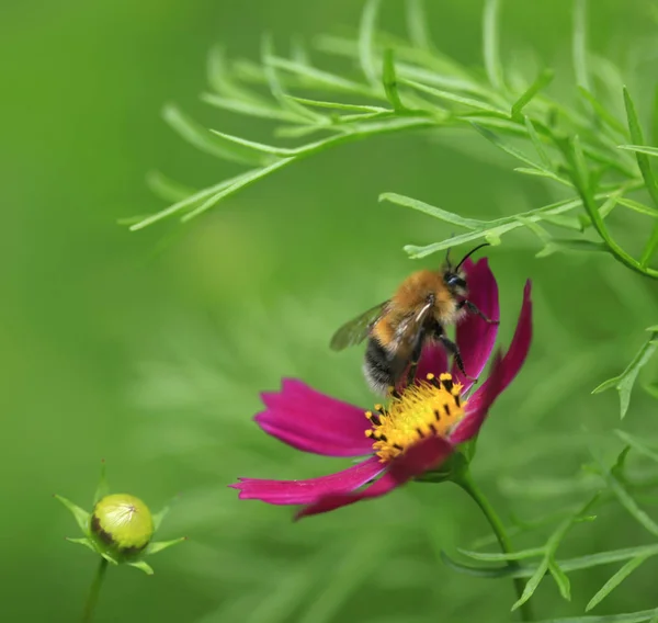 Pan Bumble Bee Fialový Květ — Stock fotografie