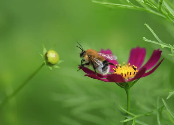 Bumble Bee Paarse Bloem — Stockfoto