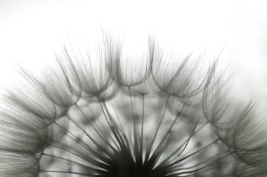 Büyük kabarık summmer karahindiba