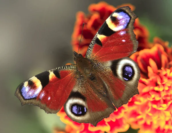 Papillon Été Coloré Sur Fleur — Photo