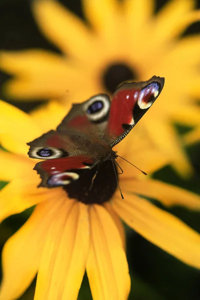 Borboleta Verão Colorido Flor — Fotografia de Stock